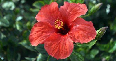 How to Propagate Hibiscus - gardenerspath.com