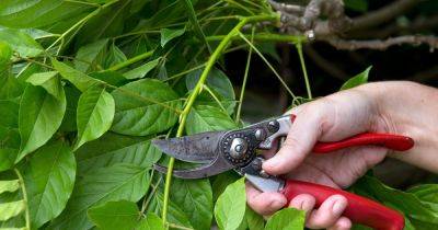 Eight Reasons to Prune Plants in Summer - gardenersworld.com