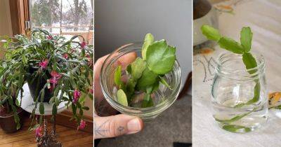 Propagating Christmas Cactus in Water - balconygardenweb.com