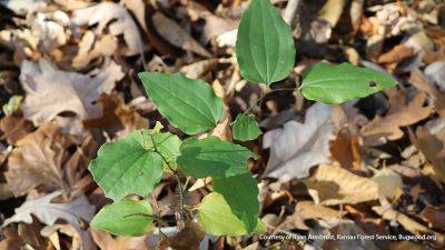 Weed Watch: Bristly Greenbrier - gardengatemagazine.com