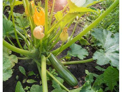 Protect zucchini plants from stressors - theprovince.com