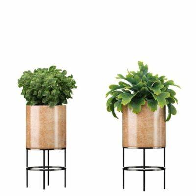 Indoor Delight: The Plant Pot on Legs - gardencentreguide.co.uk - city Sansevieria