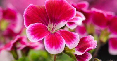 How to Care for Bedding Plants - gardenersworld.com