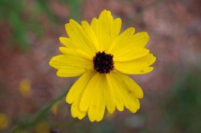 20 Native Florida Plants That Thrive in the State’s Heat and Humidity - treehugger.com - Usa - state Florida