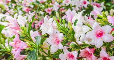 How to Grow and Care for Weigela Shrubs - gardenerspath.com - China - Japan - Scotland