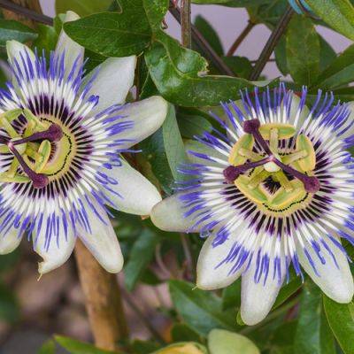 How to Grow Blue Passion Flower - finegardening.com - Usa