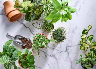 7 Tricky Houseplants You Should Not Grow, According to a Botanist - thespruce.com