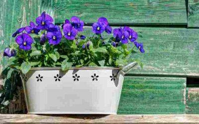 Top tips for planting annuals in pots - jparkers.co.uk