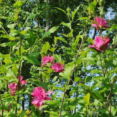 Hot-Season Flowers in Maxine’s Garden - finegardening.com - state New York