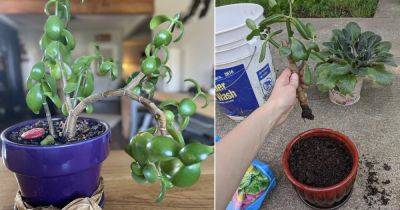 6 Things That Are Killing Your Jade Plant - balconygardenweb.com - South Africa