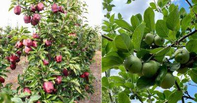 12 Best Apple Tree Varieties to Grow in Texas - balconygardenweb.com - Usa - state Texas