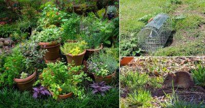 How to Have a Rat Free Garden: 9 Tricks that Work - balconygardenweb.com