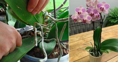 What to Do with Orchids After They Bloom? - balconygardenweb.com