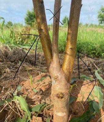 SC Fruit and Vegetable Field Report – August 26, 2024 - hgic.clemson.edu