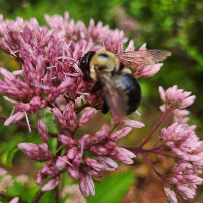 Small Garden Guests in Maxine’s Garden - finegardening.com