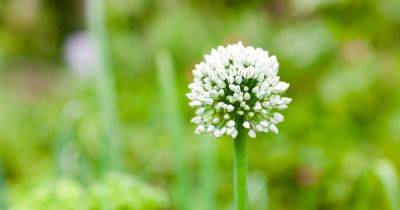 Why are my Onions Flowering? - gardenersworld.com