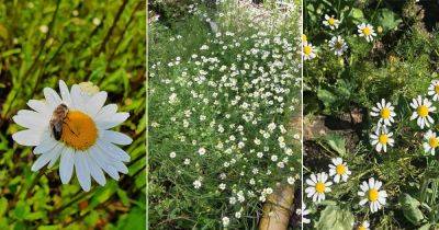 Create a Chamomile Border for 9 Amazing Reasons - balconygardenweb.com - Britain - Germany