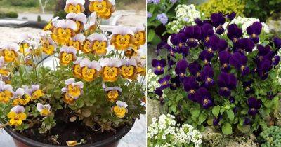 10 Beautiful Ice Pansy Varieties that Bloom in Fall and Winter - balconygardenweb.com