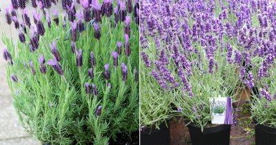 11 Most Fragrant Lavender Varieties - balconygardenweb.com - Britain