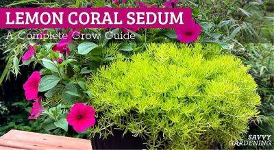 Lemon Coral Sedum: A Complete Grow Guide - savvygardening.com