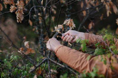 5 Pruning Mistakes to Avoid in Your Garden This Fall - thespruce.com