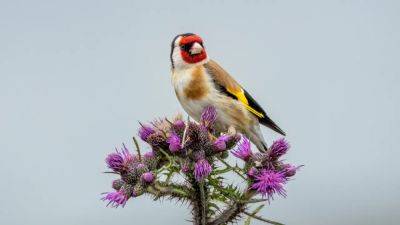 The best garden plants for birds | House & Garden - houseandgarden.co.uk - Poland