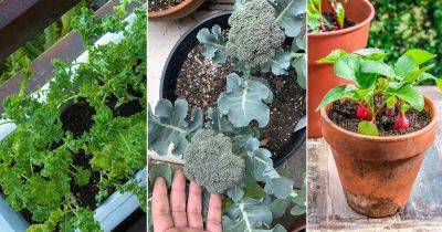 9 Vegetables to Plant This September in Pots for Fall Harvest - balconygardenweb.com