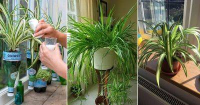 How to Make a Spider Plant Shinier & Brighter: 9 Tricks - balconygardenweb.com