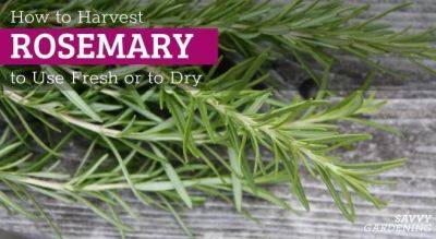 How to Harvest Rosemary to Use Fresh or For Drying - savvygardening.com