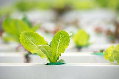 How to Grow Hydroponic Lettuce: Plant Care Tips - treehugger.com