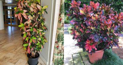 9 Tall Croton Varieties for Statement Indoors and Outdoors - balconygardenweb.com - Indonesia - county Pacific