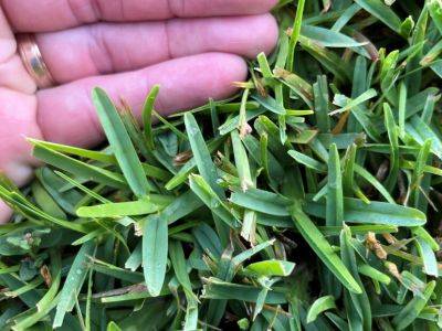 Distinguishing the Difference Between Centipedegrass and St. Augustinegrass - hgic.clemson.edu - state South Carolina