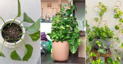 What to Do with Overgrown Pothos: 8 Best Ideas - balconygardenweb.com