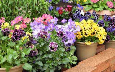 Top 5 Annual Plants for Winter and Spring - jparkers.co.uk