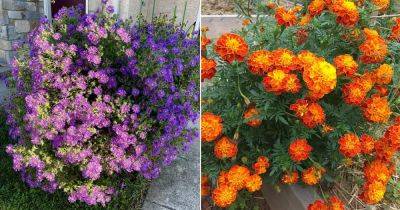 10 Best Flowers to Plant in August - balconygardenweb.com - Usa