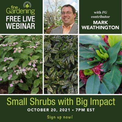 Small Shrubs with Big Impact - finegardening.com