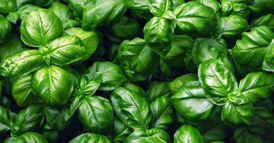 9 Reasons Your Basil Plants Are Wilting and Drooping - gardenerspath.com