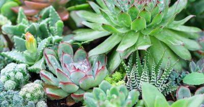 How to Propagate Succulents from Seed in 9 Easy Steps - gardenerspath.com