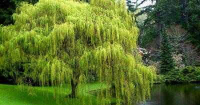 When and How to Prune a Weeping Willow - gardenerspath.com