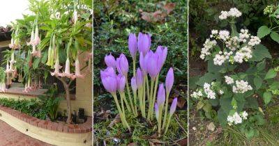 12 Fatal Flowers That Can Even Kill a Human - balconygardenweb.com - Greece