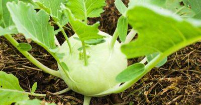 How to Plant Kohlrabi Seeds - gardenerspath.com - Britain - Germany