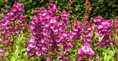 How to Grow Beardtongue (Penstemon) - gardenerspath.com - Usa - Canada - Guatemala - state Hawaii - county Hardy