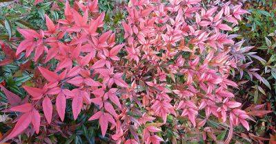 How to Grow and Care for Heavenly Bamboo - gardenerspath.com - Usa - China - Japan - state Kentucky - state Texas - state Florida - state Maryland - state Virginia - state Louisiana - state Alabama - state Arkansas - state South Carolina - state Tennessee