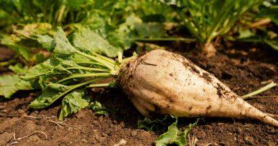 How to Grow Sugar Beets - gardenerspath.com