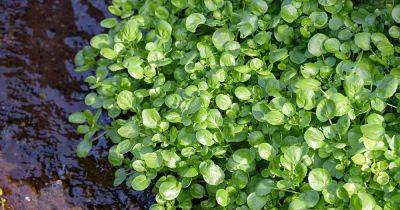 How to Plant and Grow Watercress - gardenerspath.com - county Hardy