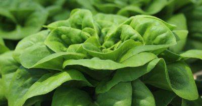 How to Grow Buttercrunch Lettuce - gardenerspath.com - Egypt - city Boston