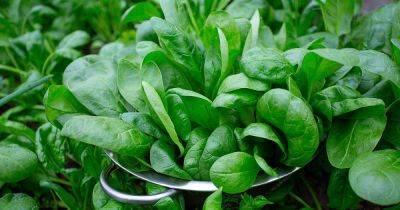 How to Plant and Grow Spinach - gardenerspath.com