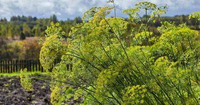 How to Plant, Grow, and Harvest Dill Weed and Seed - gardenerspath.com - Usa - state California - region Mediterranean