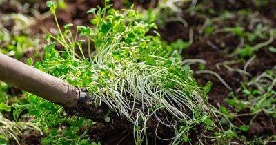 15 of the Best Cover Crops for the Home Garden - gardenerspath.com