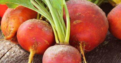 Tips for Growing Golden Beets - gardenerspath.com - Greece - region Mediterranean